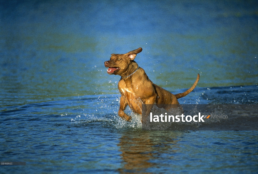 Ridgeback de Rodesia Perros (Canis familiaris) en agua