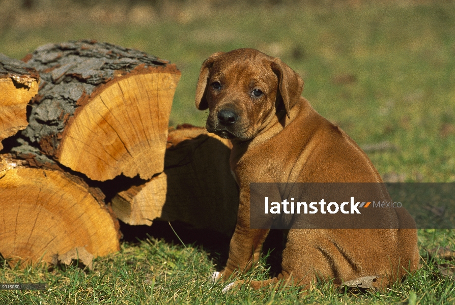 Cachorro Perro crestado de Rodesia (Canis familiaris) al lado de la pila de madera con canto de sign