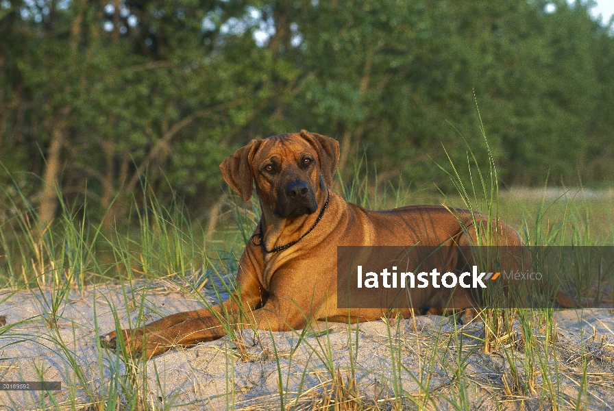 Ridgeback de Rodesia Perros (Canis familiaris) establecen