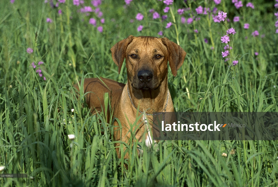 Ridgeback de Rodesia Perros (Canis familiaris) en pasto