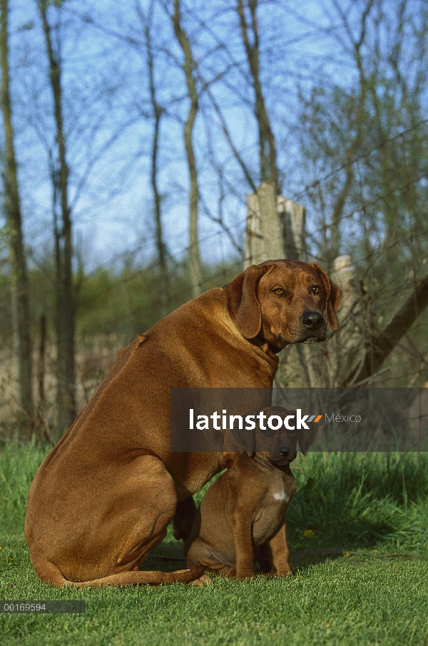 Cachorro y adulto de Ridgeback de Rodesia Perros (Canis familiaris)