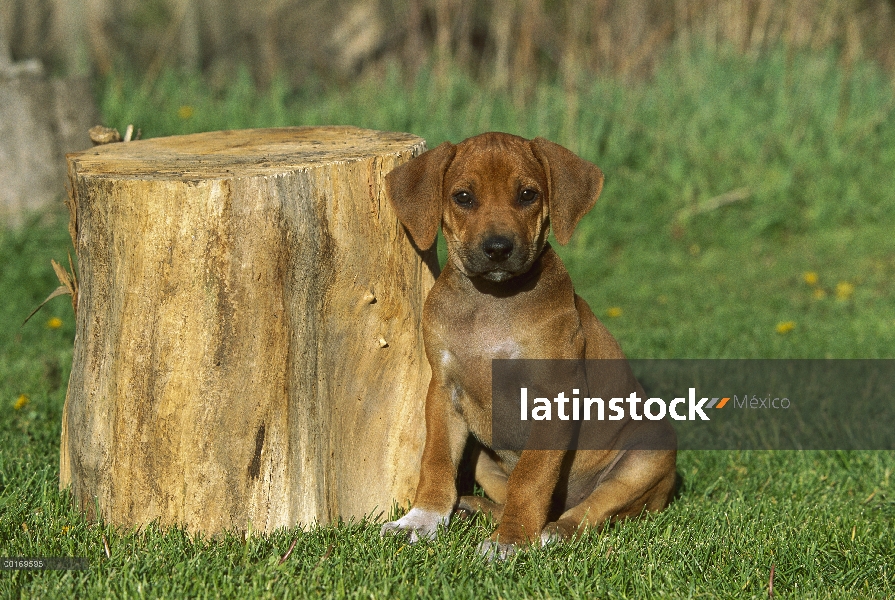 Ridgeback de Rodesia Perros (Canis familiaris) cachorro sentado al lado de tocón