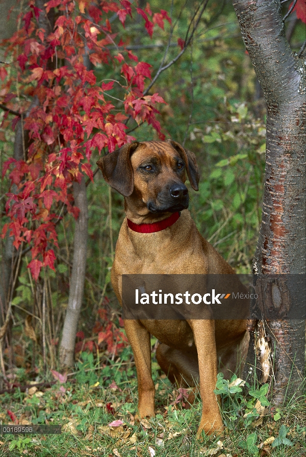 Retrato de adultos Ridgeback de Rodesia Perros (Canis familiaris)