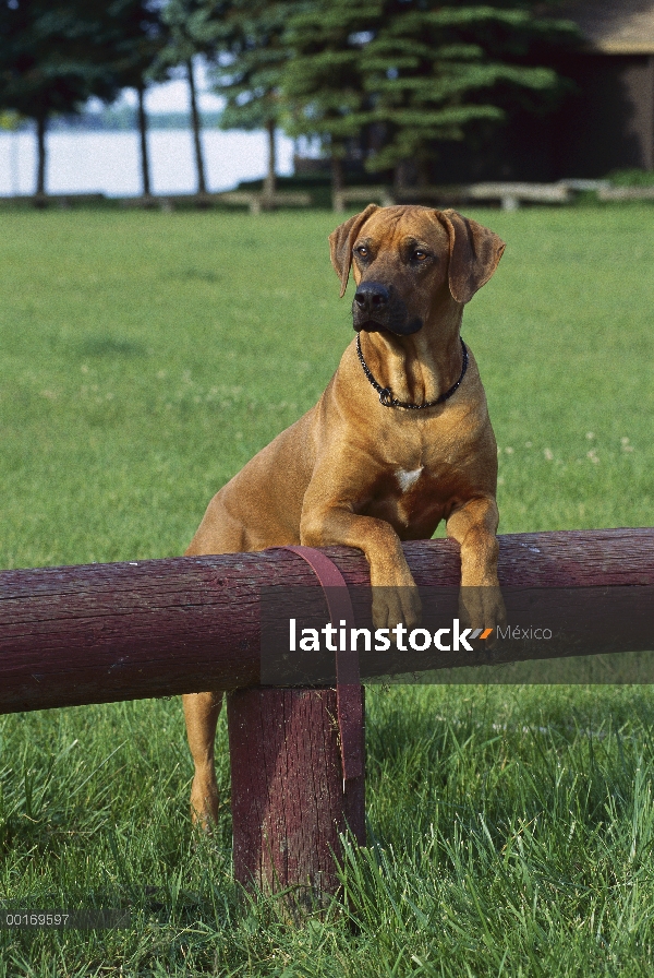 Ridgeback de Rodesia Perros (Canis familiaris) adulto apoyado en la valla