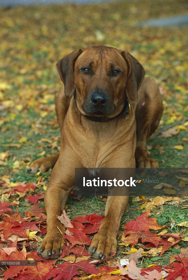 Ridgeback de Rodesia Perros (Canis familiaris) adulto en otoño las hojas