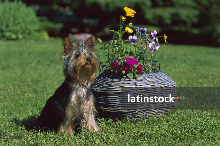 Cachorro de Yorkshire Terrier (Canis familiaris) sentado al lado de la cesta