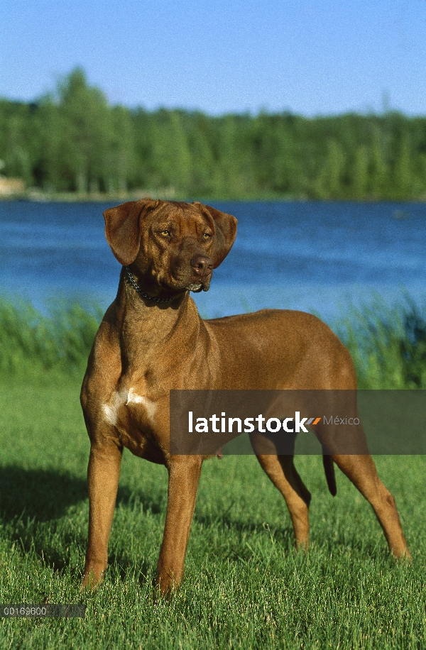 Ridgeback de Rodesia Perros (Canis familiaris) adulto pie femenino sobre césped