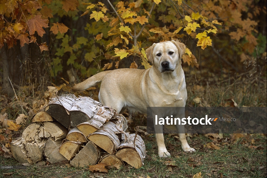 Amarillo perro perdiguero de Labrador (Canis familiaris) de pie junto a la pila de madera