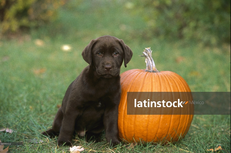 Cachorro de Labrador Retriever (Canis familiaris) chocolate con calabaza