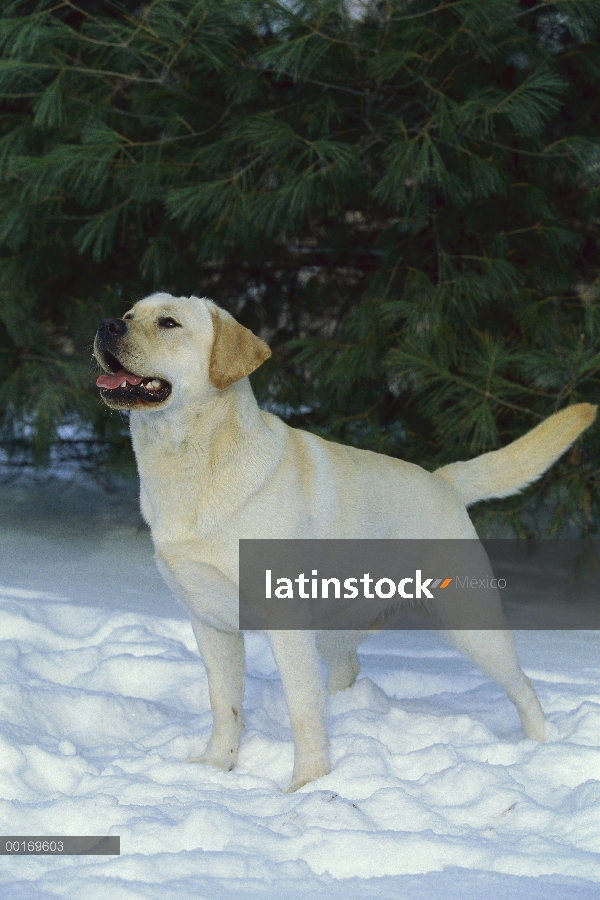 Amarillo permanente macho Labrador Retriever (Canis familiaris) en nieve