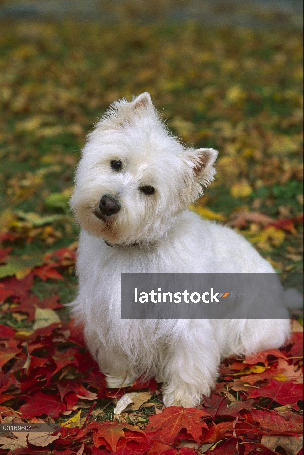 West Highland White Terrier (Canis familiaris) en hojas caídas, otoño