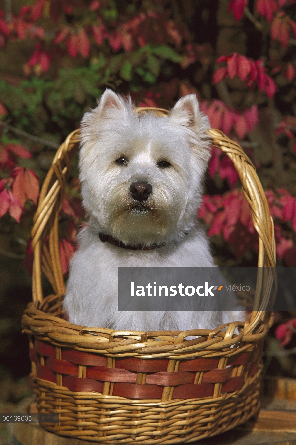 West Highland White Terrier (Canis familiaris) en la cesta