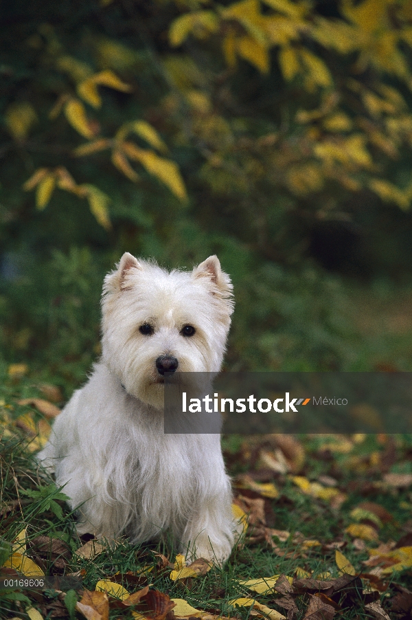 Caída de West Highland White Terrier (Canis familiaris)