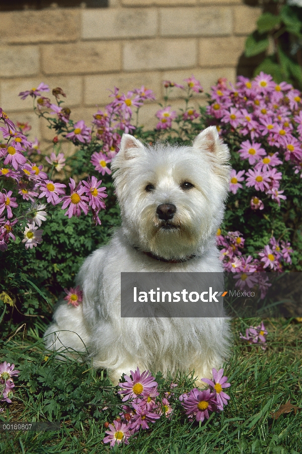 West Highland White Terrier (Canis familiaris) en áster