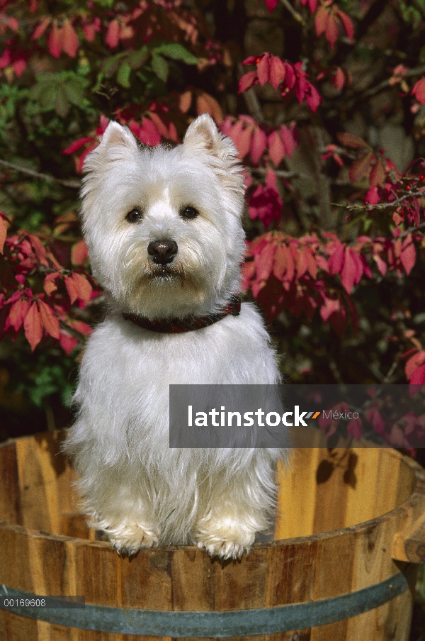 West Highland White Terrier (Canis familiaris) en barril