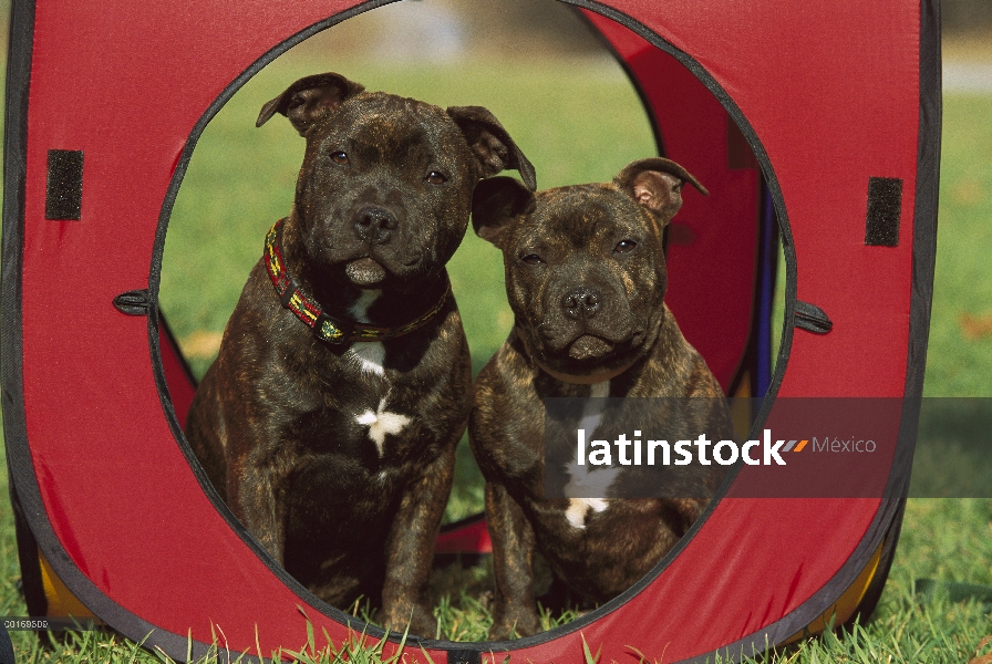 Dos cachorros atigrados Staffordshire Bull Terrier (Canis familiaris) en la estructura del juego