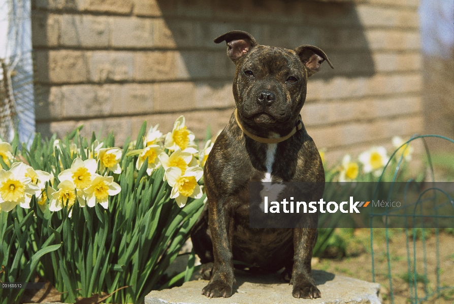 Staffordshire Bull Terrier (Canis familiaris) capa yaciendo sentado en medio de los narcisos