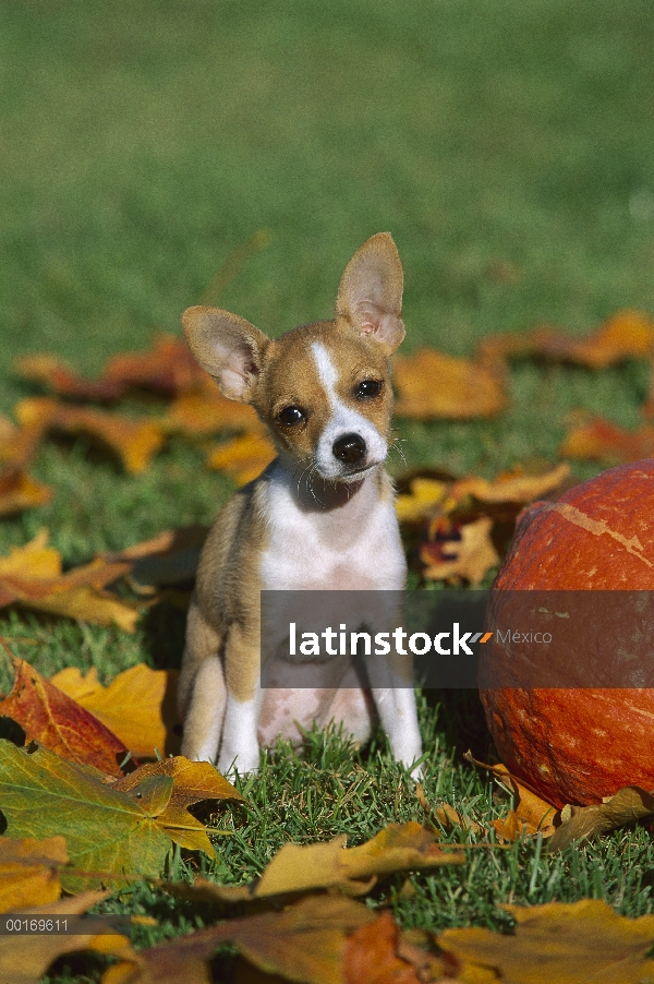 Cachorro de Chihuahua (Canis familiaris), sentado en medio de calabaza y hojas caídas