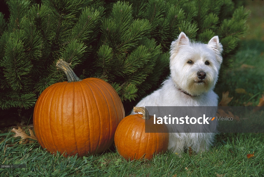 West Highland White Terrier (Canis familiaris) sentado con calabazas