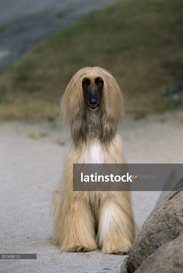 Retrato de perro afgano (Canis familiaris) en la playa