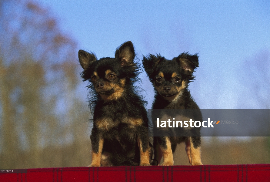 Largo par Chihuahua pelo (Canis familiaris)