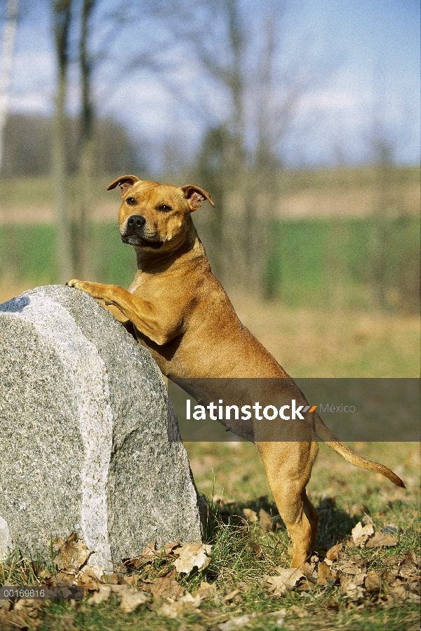 Pie hembra Staffordshire Bull Terrier (Canis familiaris) en las patas traseras