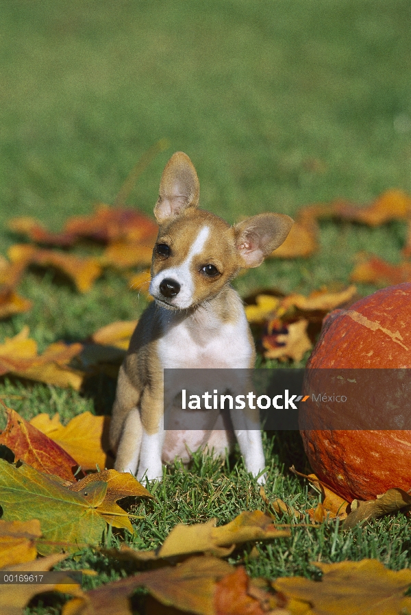 Cachorro de Chihuahua (Canis familiaris), sentado en medio de calabaza y hojas caídas