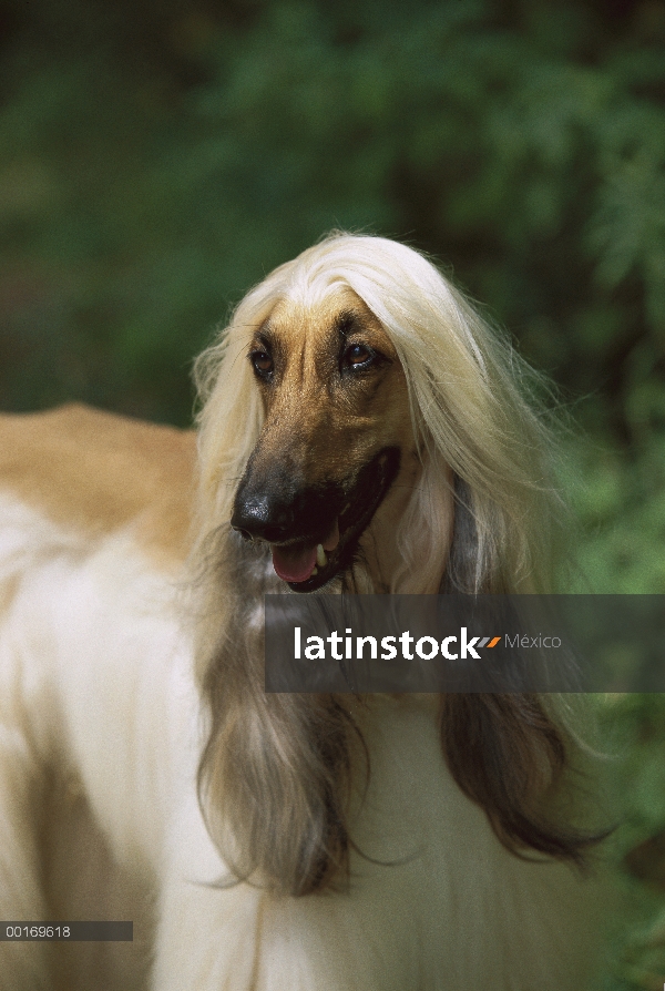 Retrato de perro afgano (Canis familiaris)