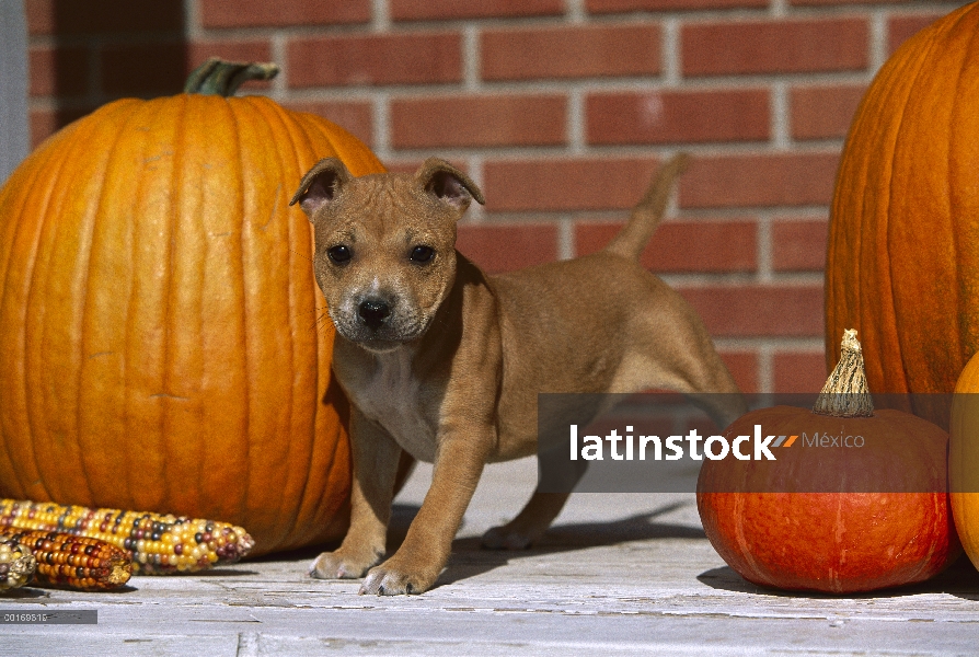 Cachorro de Staffordshire Bull Terrier (Canis familiaris) y calabazas