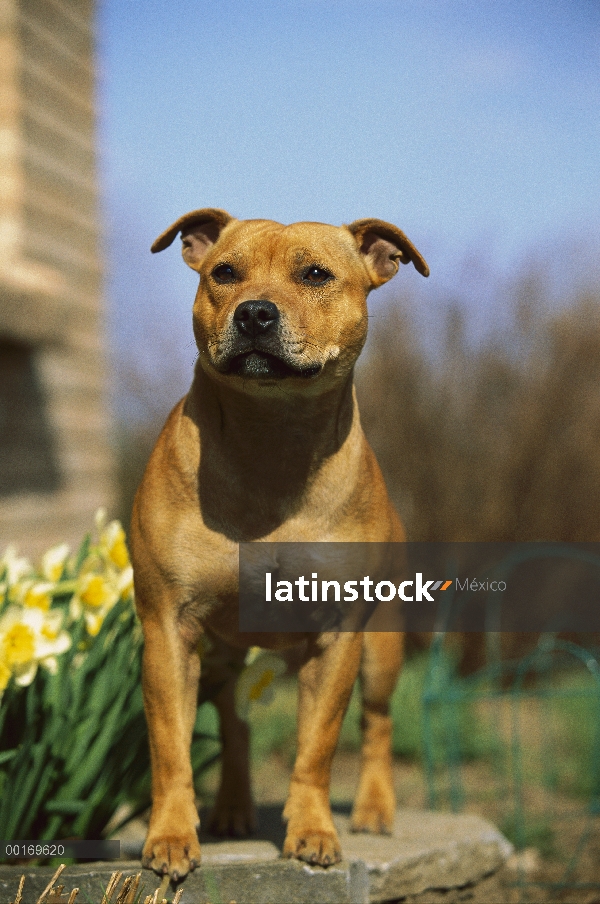 Staffordshire Bull Terrier (Canis familiaris) adulto