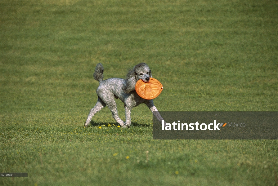 Caniche (Canis familiaris) jugando frisbee