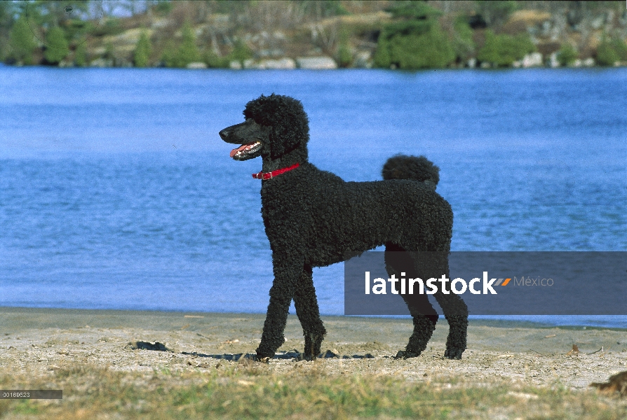 Retrato de caniche (Canis familiaris) estándar