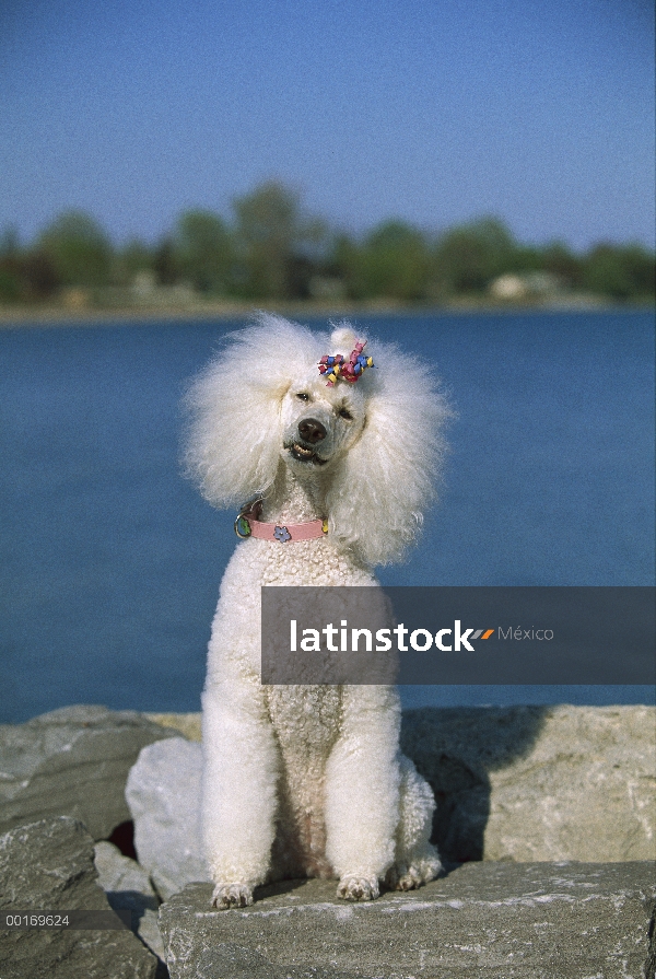 Retrato de caniche (Canis familiaris) estándar