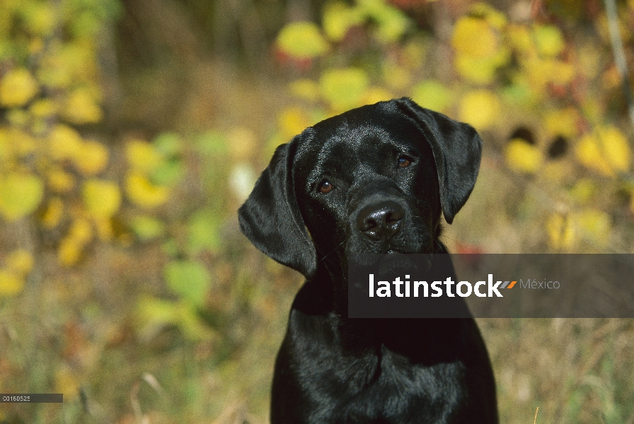 Negro perro perdiguero de Labrador (Canis familiaris) retrato de perrito