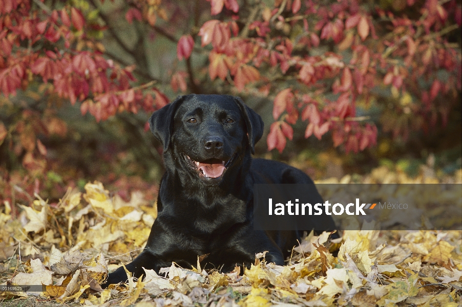 Negro perro perdiguero de Labrador (Canis familiaris) en hojas, otoño