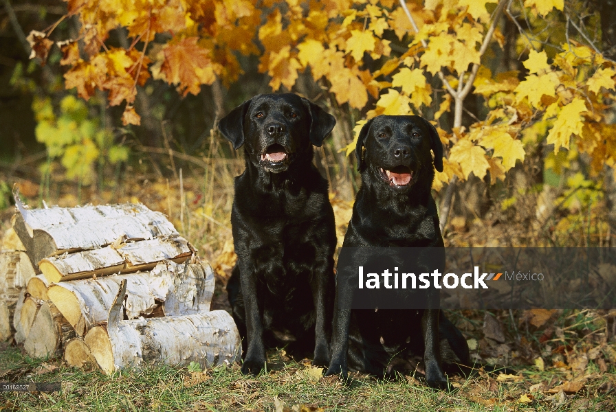 Par de negro perro perdiguero de Labrador (Canis familiaris) con follaje de otoño