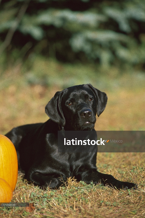 Cachorro negro perro perdiguero de Labrador (Canis familiaris) mienten al lado de calabazas