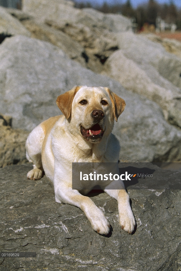 Amarillo perro perdiguero de Labrador (Canis familiaris) en roca