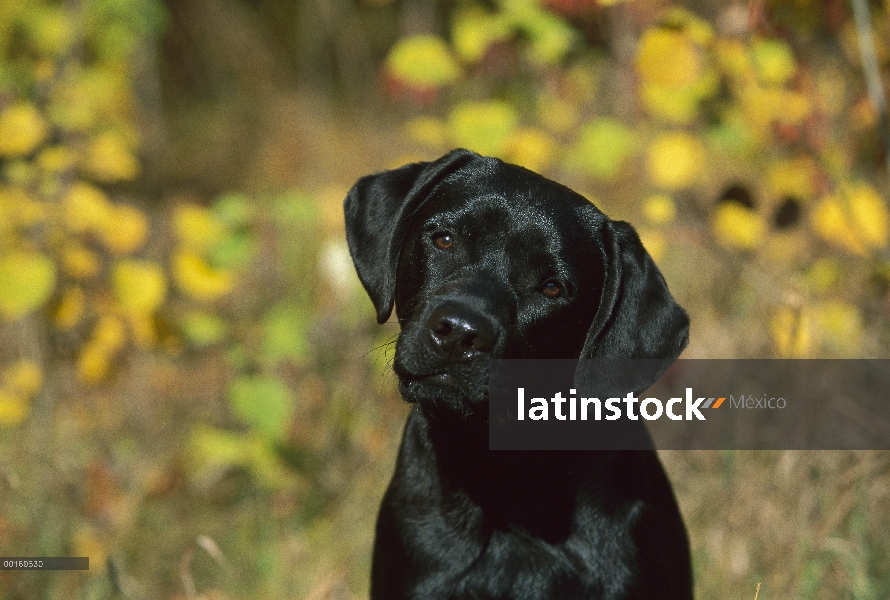 Negro perro perdiguero de Labrador (Canis familiaris) retrato de perrito