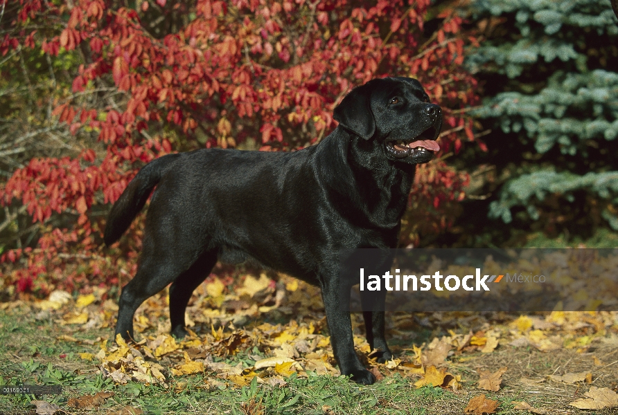 Negro perro perdiguero de Labrador (Canis familiaris) masculino sobre hojas caídas, caída