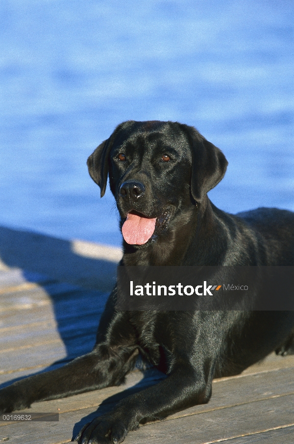 Negro perro perdiguero de Labrador (Canis familiaris) en muelle