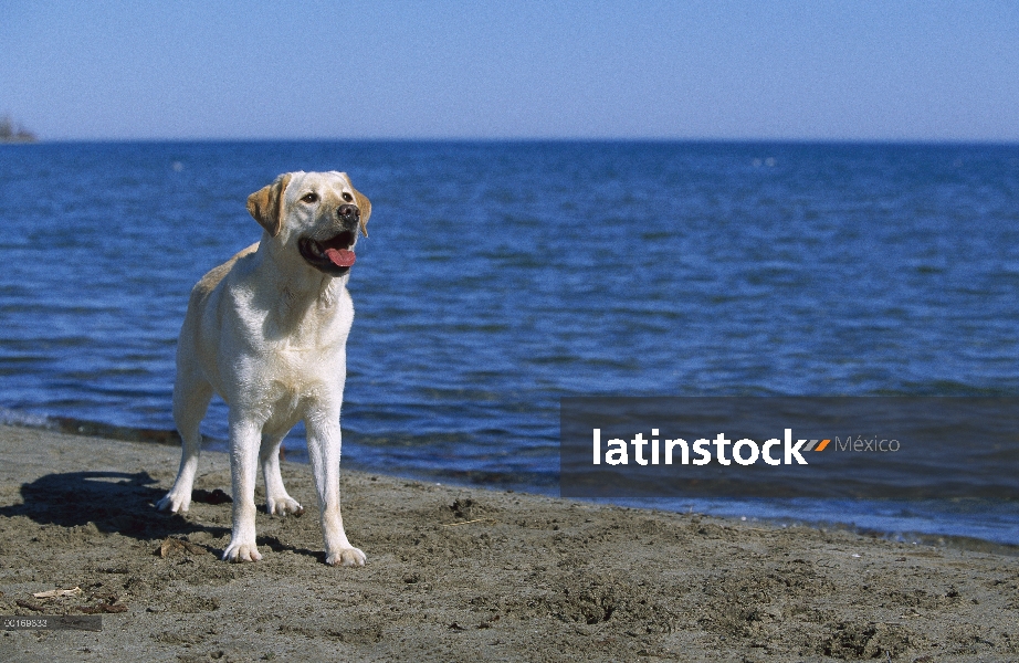 Perro perdiguero de Labrador amarillo (Canis familiaris) en la playa