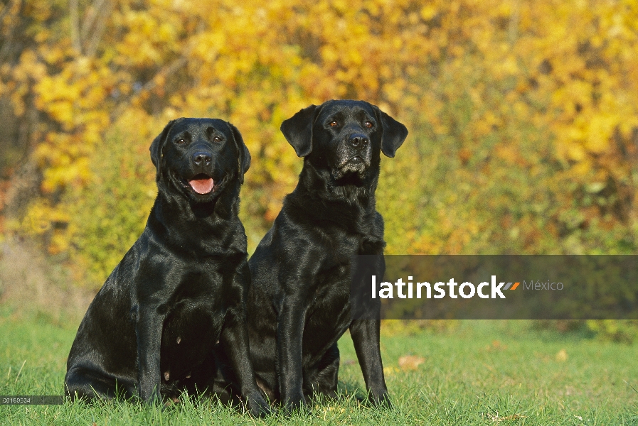 Par de negro perro perdiguero de Labrador (Canis familiaris) sentado cerca de otoño hojas