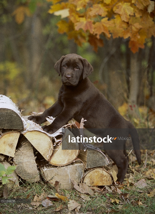 Retrato de perro perdiguero de Labrador (Canis familiaris) chocolate de cachorro con la pila de made