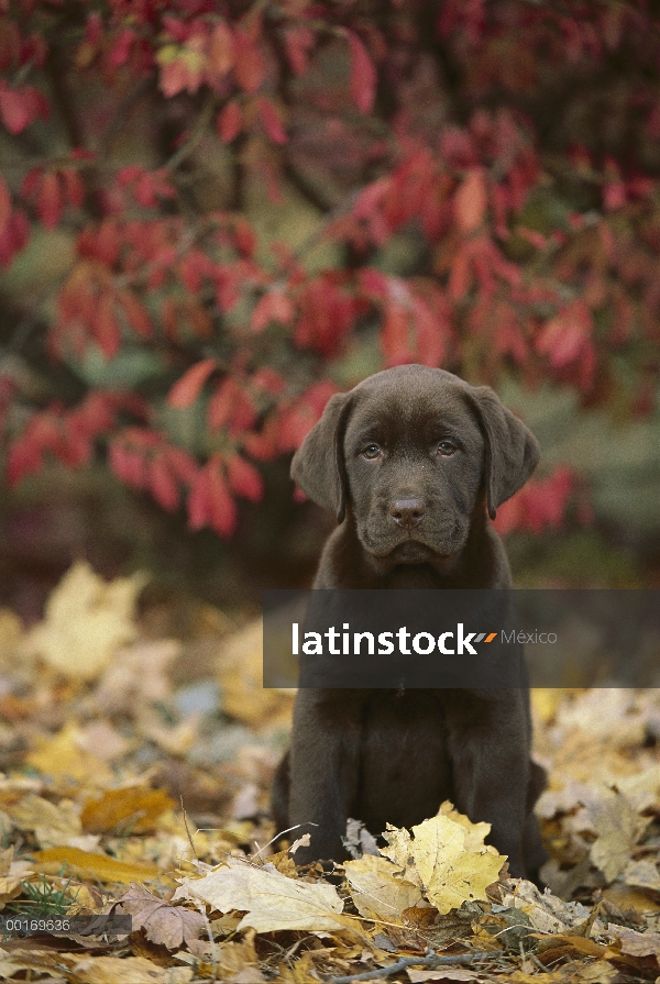 Chocolate cachorro de Labrador Retriever (Canis familiaris) en hojas caídas