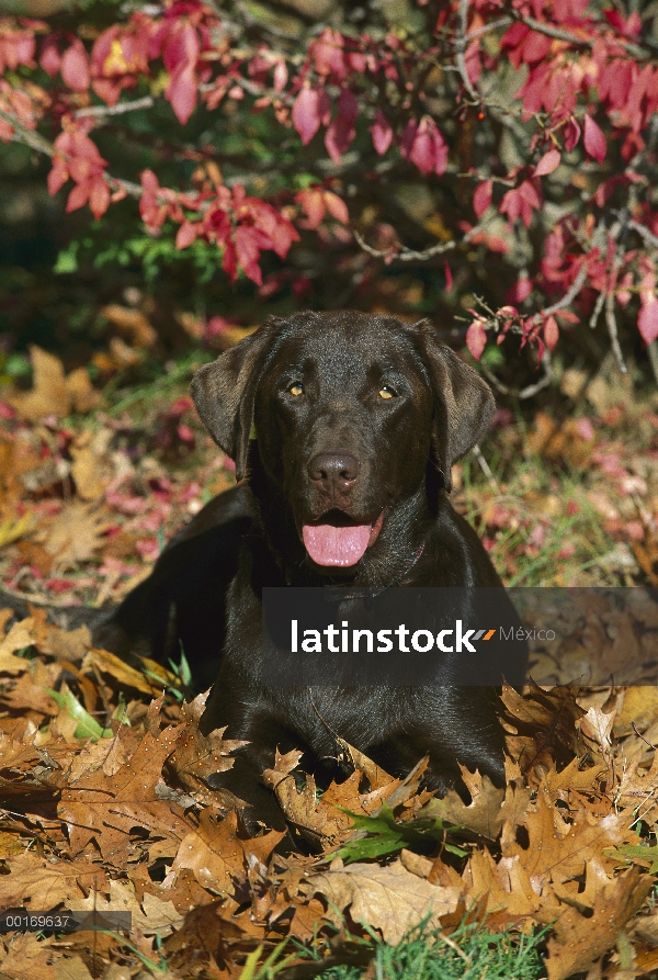 Chocolate Labrador Retriever (Canis familiaris) en hojas caídas