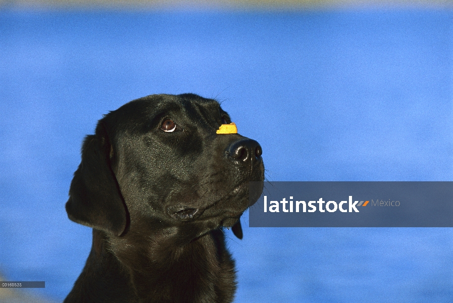 Negro perro perdiguero de Labrador (Canis familiaris) equilibrio de tratar en el hocico