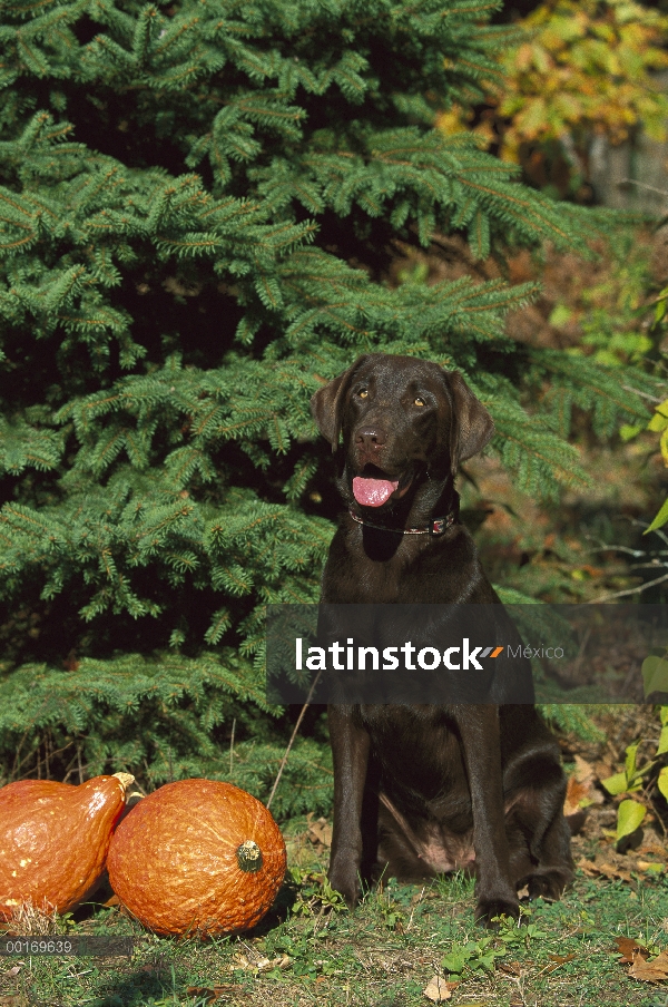 Adulto de perro perdiguero de Labrador (Canis familiaris) chocolate con calabazas