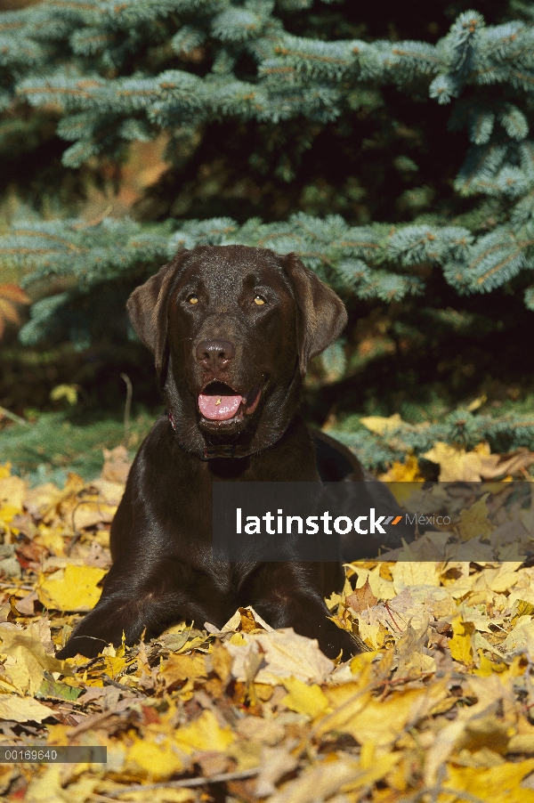 Chocolate Labrador Retriever (Canis familiaris) en hojas caídas del otoño