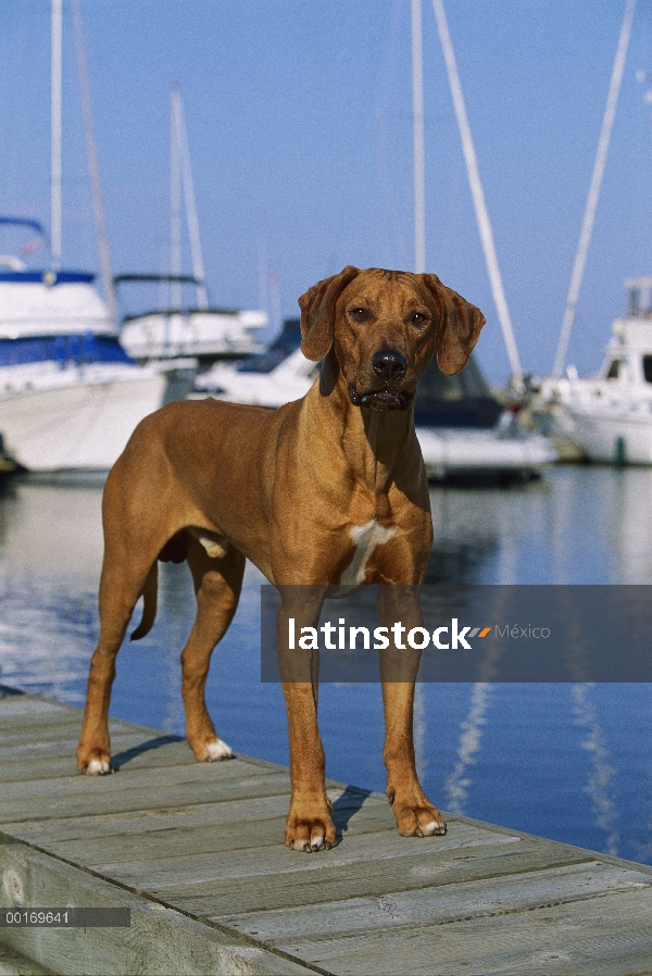 Ridgeback de Rodesia Perros (Canis familiaris) macho parado en muelle